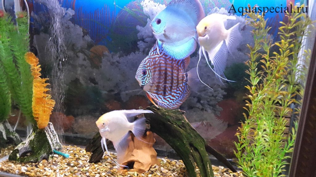 Совместимость рыб в аквариуме. Белая рыба-ангел