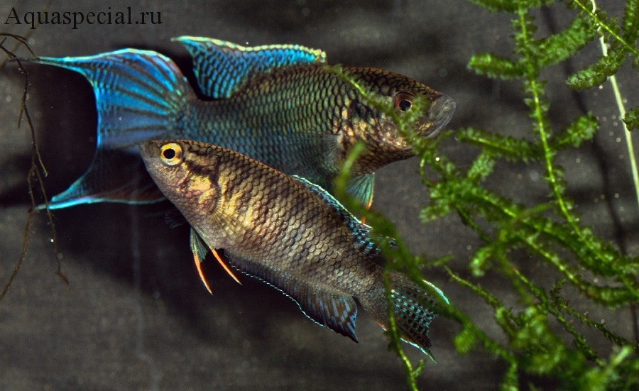 Отличие самки от самца макропода. Половые различия рыб