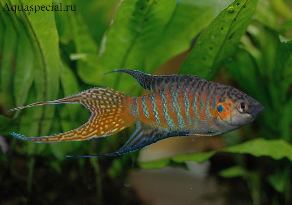 Макропод обыкновенный фото, содержание в аквариуме