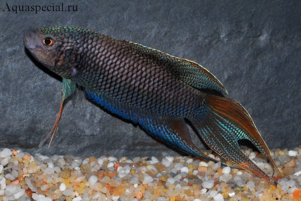 Черный макропод фото. Виды макропода