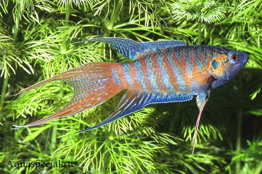 Голубой макропод