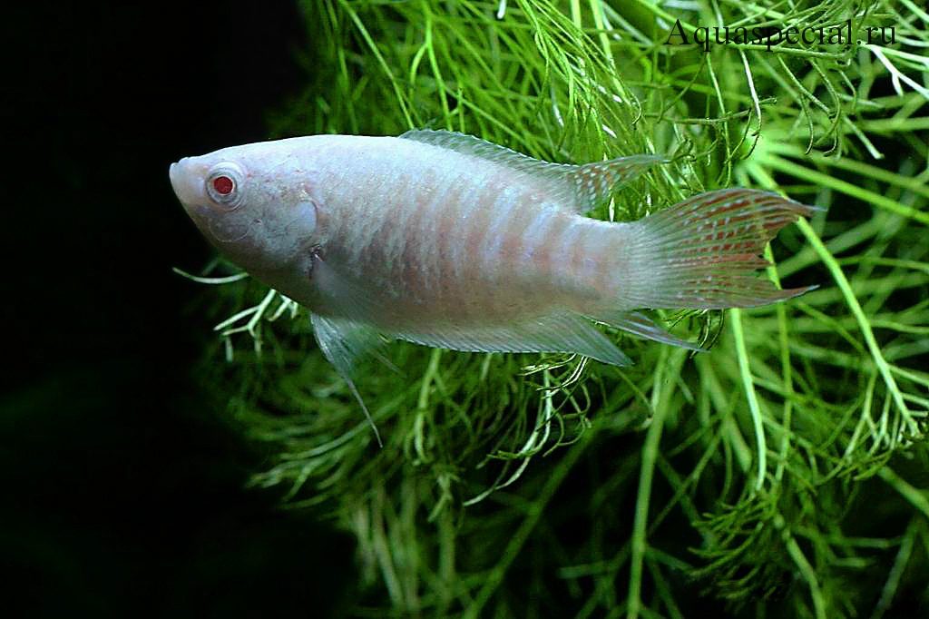 Макропод альбинос. 