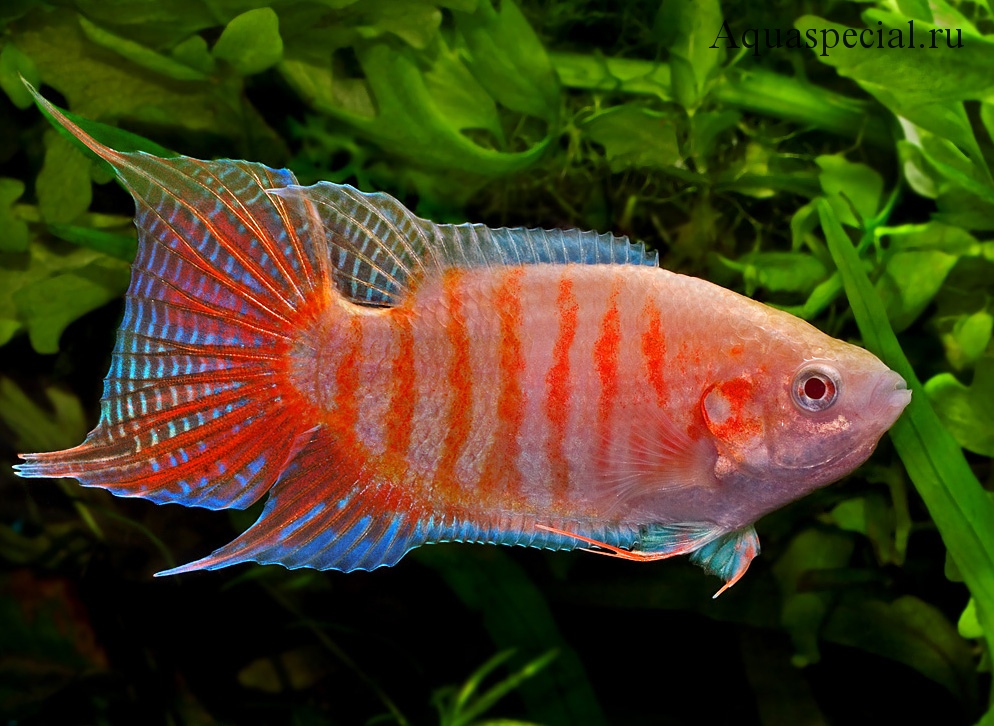 Макропод красный