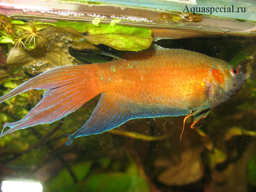 Гладкий макропод