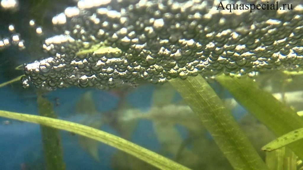 Нерест макроподов