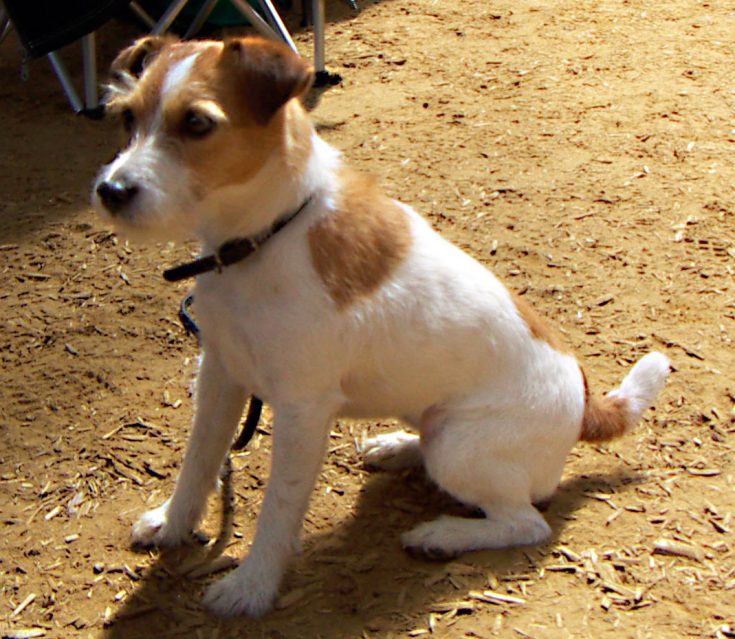 Джек-рассел-терьер: описание породы, характеристика и характера животного, а также как питомец выглядит