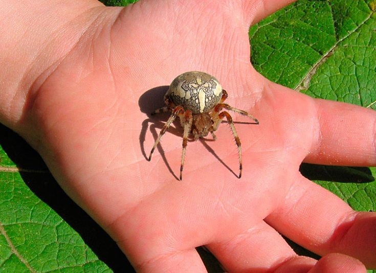 Обыкновенный паук крестовик: описание