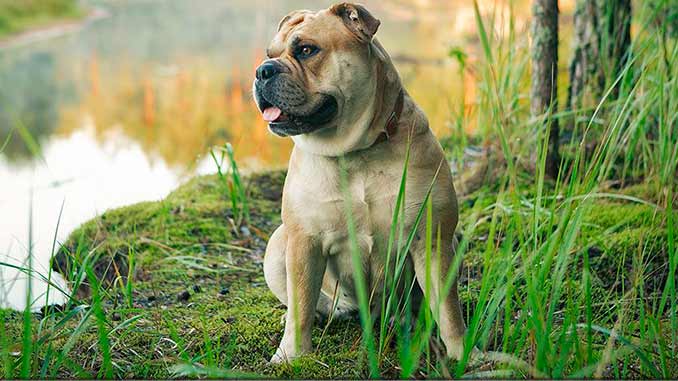 порода собак кадебо фото