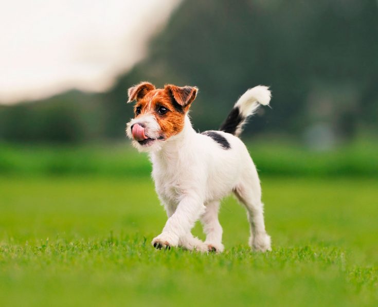 Джек-рассел-терьер: описание породы, характеристика и характера животного, а также как питомец выглядит