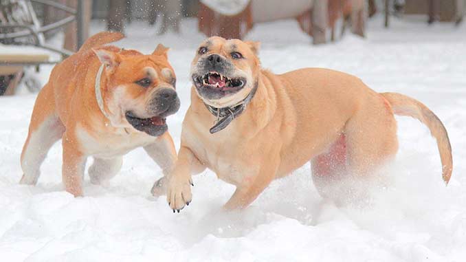 кадебо играют в снегу фото