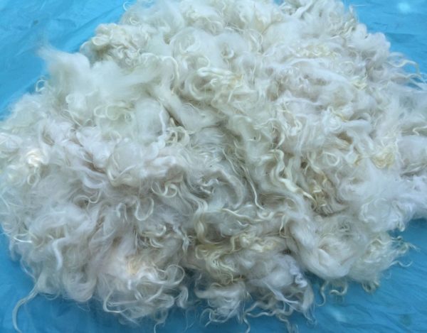 С козы получают около 450 г пуха и 350 г грубой шерсти