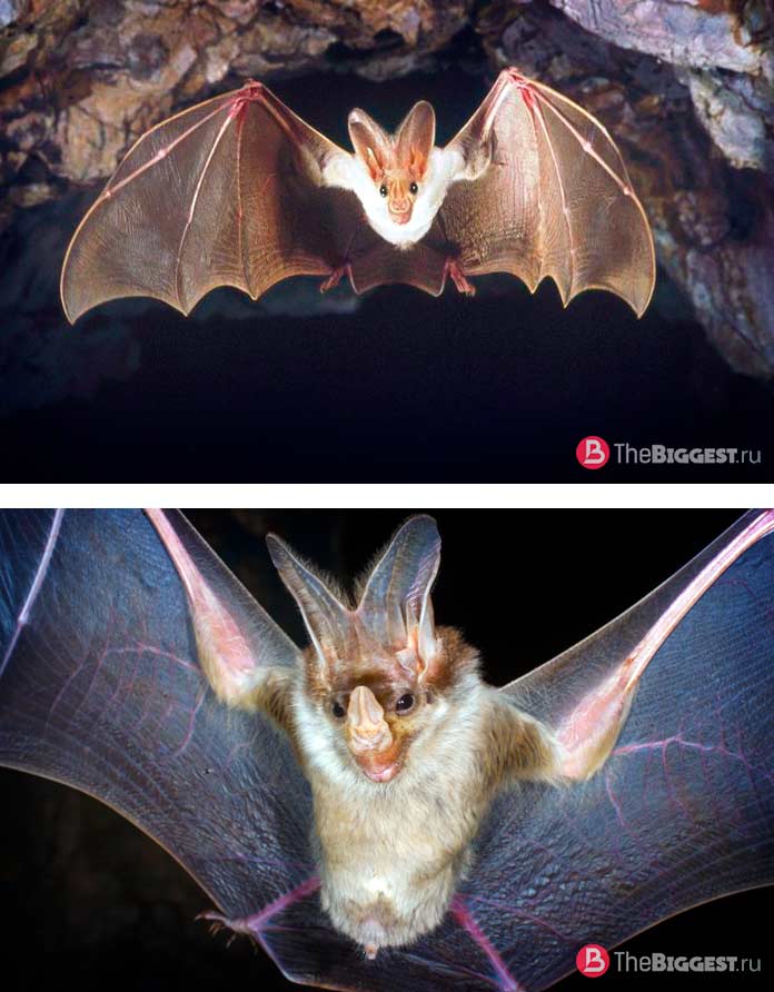 Австралийский ложный вампир