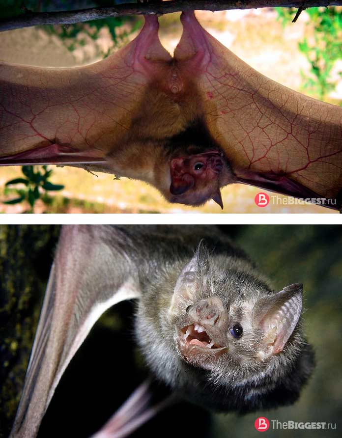 Белокрылый вампир