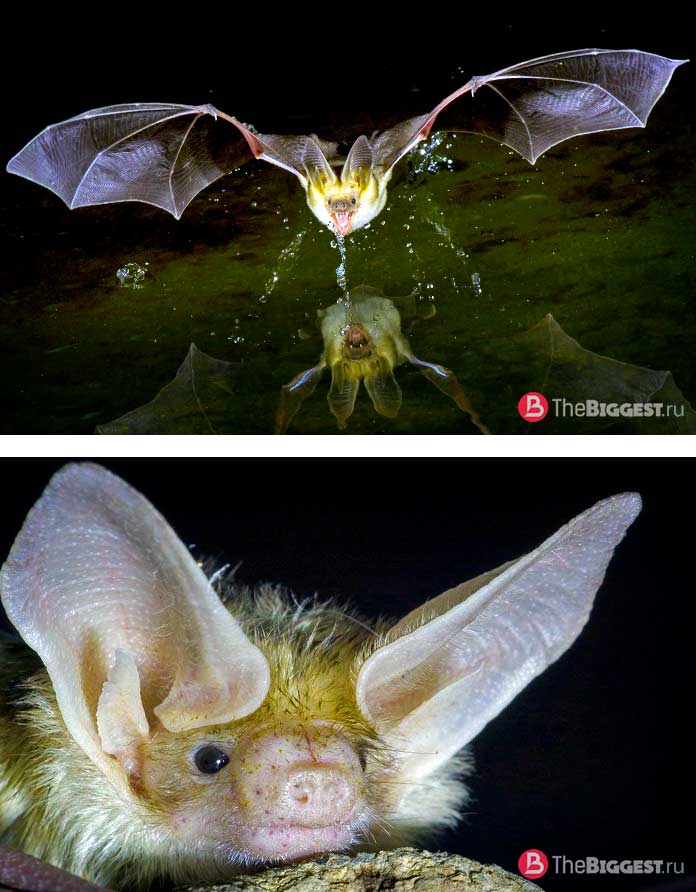 Бледный гладкий нос