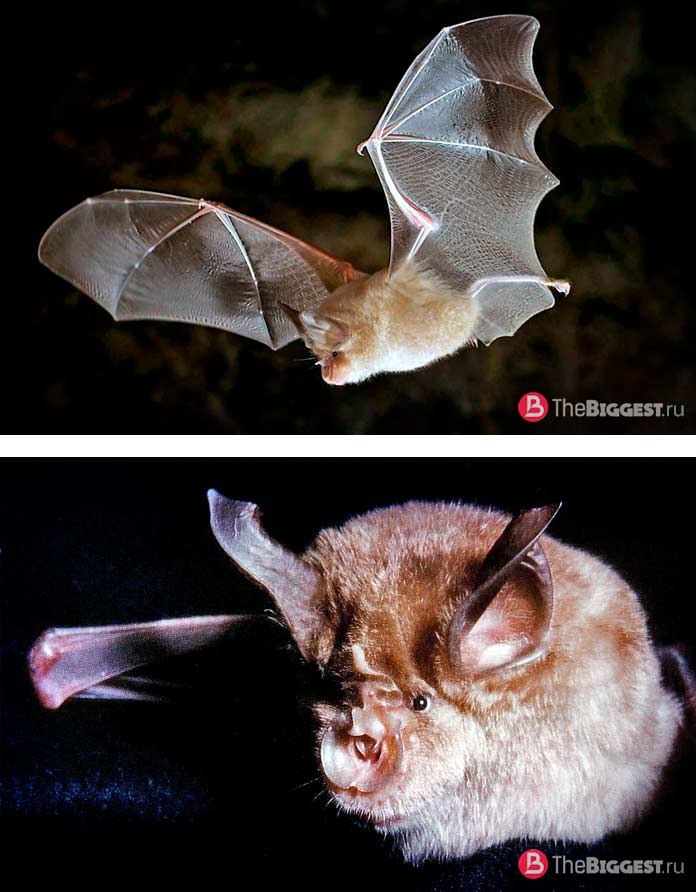 Большой проковонос