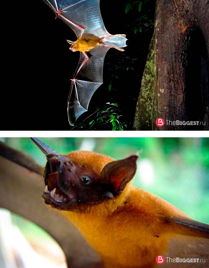 Большой зайцегуб