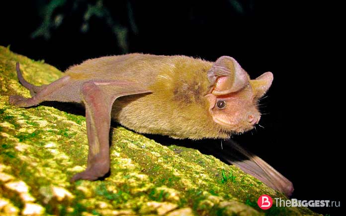 Летающая мышь бульдог