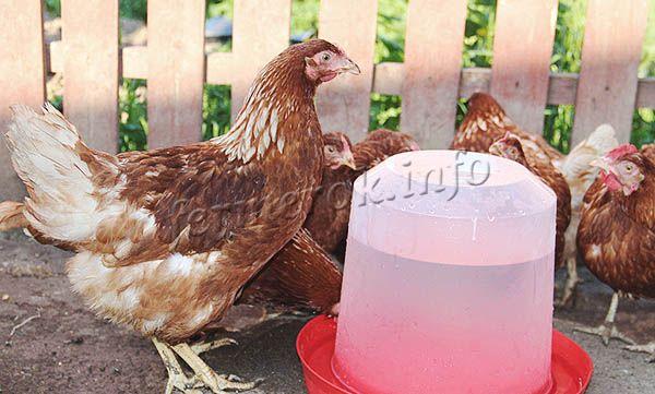 Для цыплят Хайсекс Браун важно наличие большого количества воды в поилке