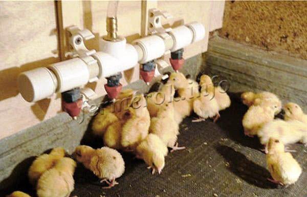 У цыплят в поилке всегда должна быть вода!