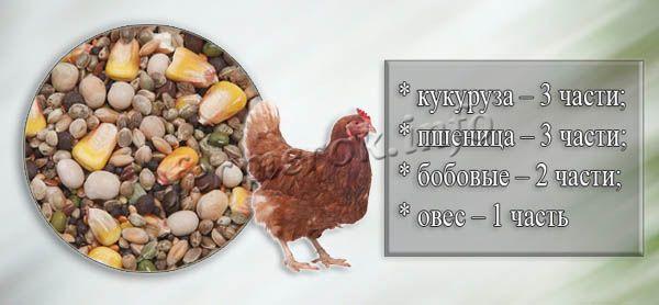 Самодельный корм для Хайсекс Браун своими руками