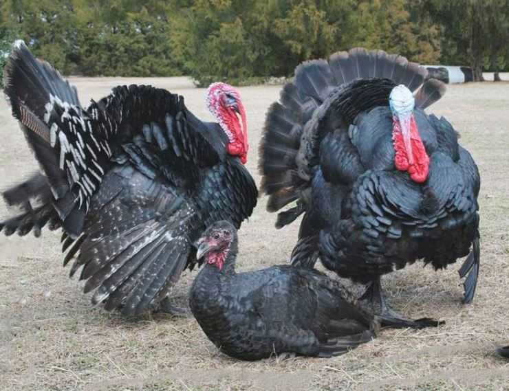 Сколько живут индюки в домашних условия: сроки выращивания