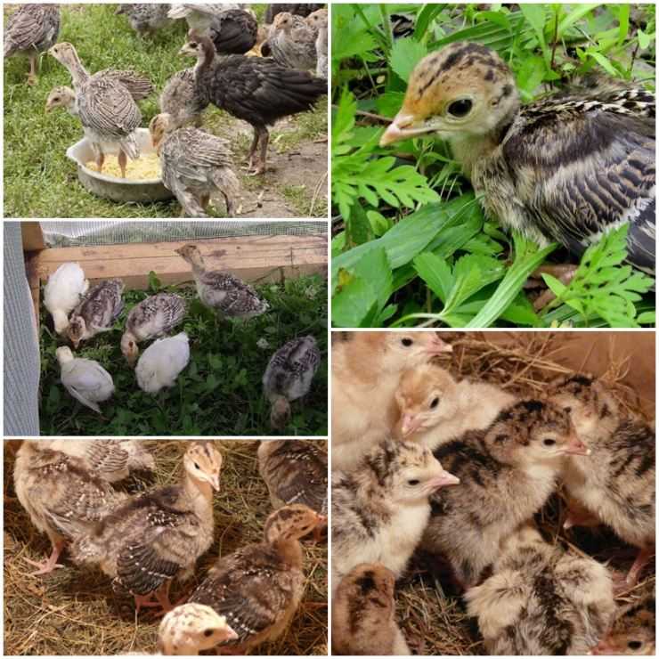 Сколько живут индюки в домашних условия: сроки выращивания