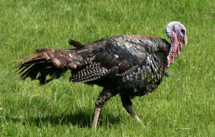 Сколько живут индюки в домашних условия: сроки выращивания