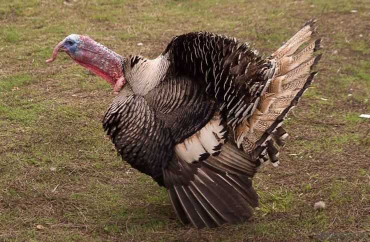 Сколько живут индюки в домашних условия: сроки выращивания
