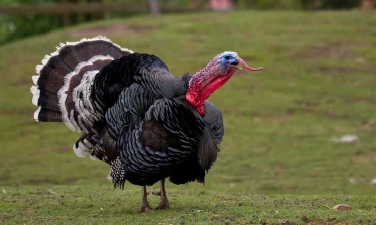 Сколько живут индюки в домашних условия: сроки выращивания