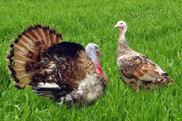 Сколько живут индюки в домашних условия: сроки выращивания
