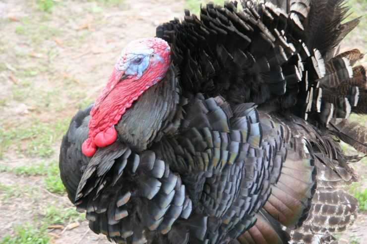 Сколько живут индюки в домашних условия: сроки выращивания