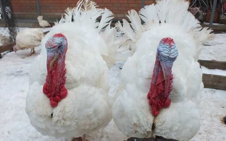 Сколько живут индюки в домашних условия: сроки выращивания