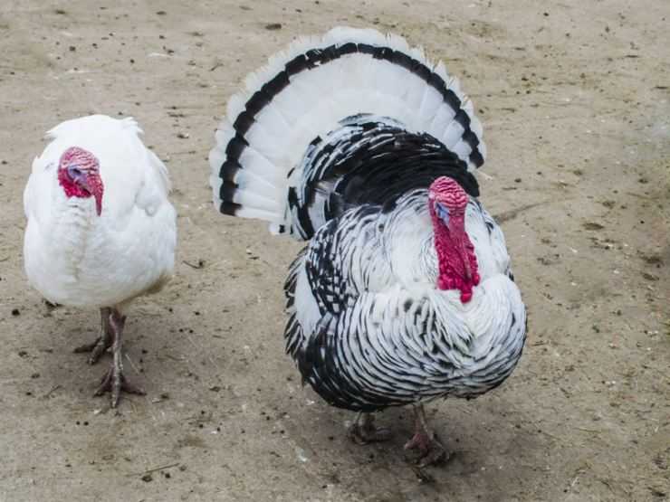 Сколько живут индюки в домашних условия: сроки выращивания