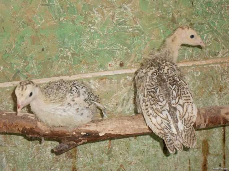 Сколько живут индюки в домашних условия: сроки выращивания