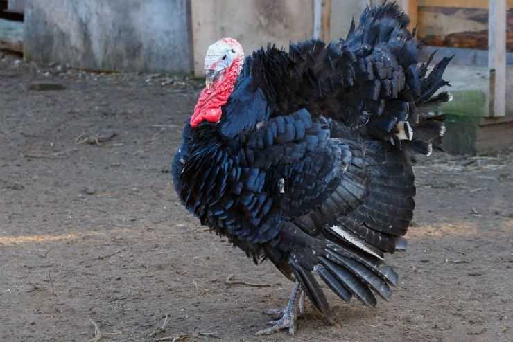 Сколько живут индюки в домашних условия: сроки выращивания