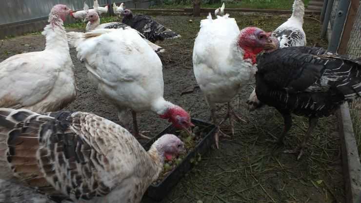 Сколько живут индюки в домашних условия: сроки выращивания