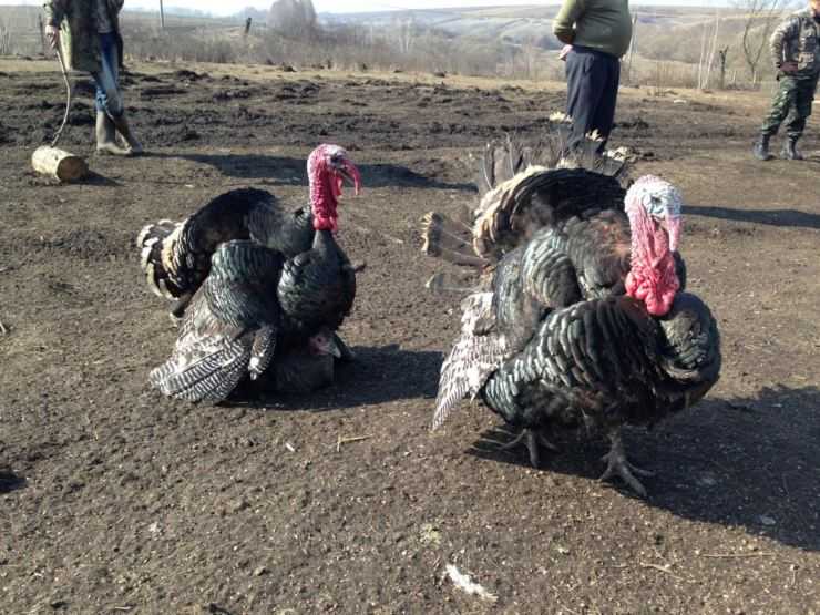 Сколько живут индюки в домашних условия: сроки выращивания