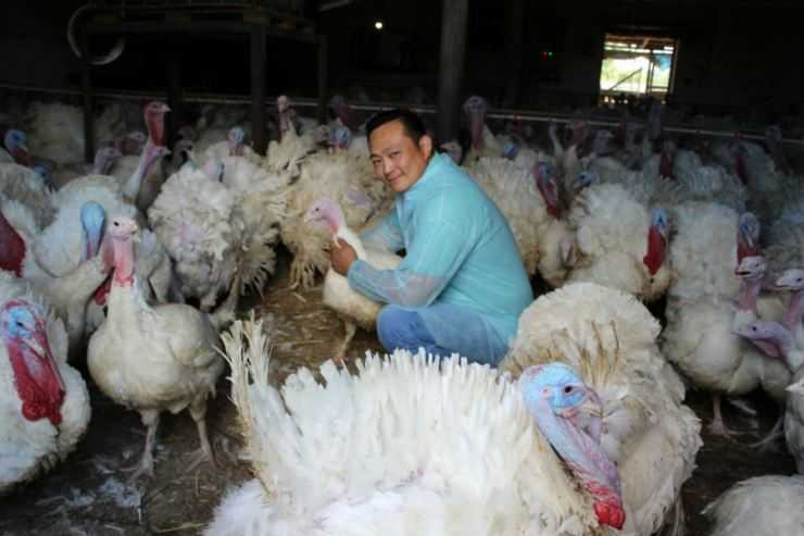 Сколько живут индюки в домашних условия: сроки выращивания