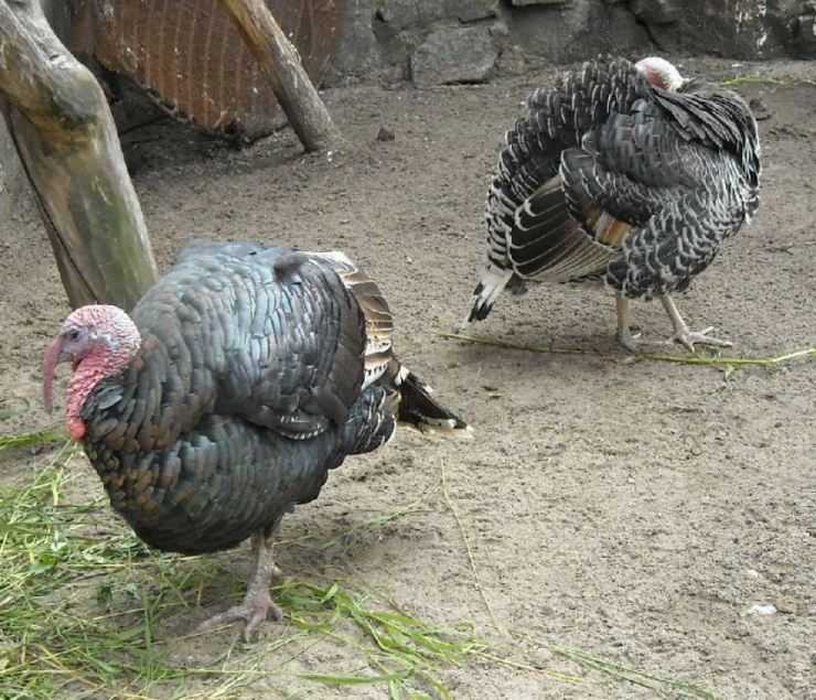 Сколько живут индюки в домашних условия: сроки выращивания