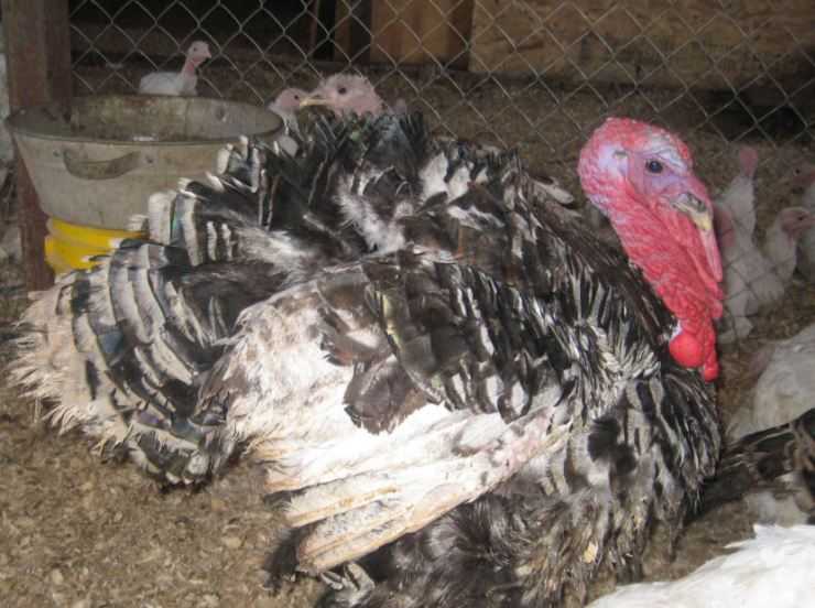 Сколько живут индюки в домашних условия: сроки выращивания