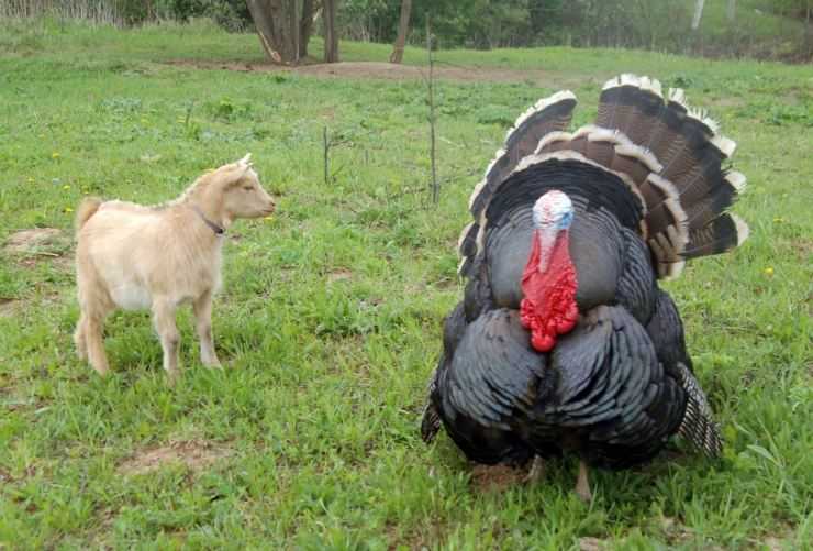 Сколько живут индюки в домашних условия: сроки выращивания