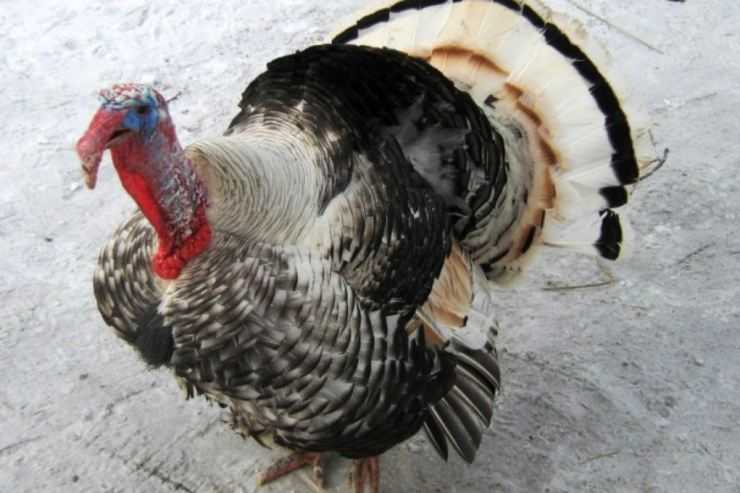 Сколько живут индюки в домашних условия: сроки выращивания