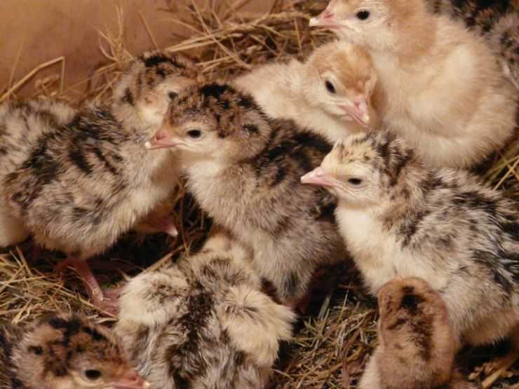 Сколько живут индюки в домашних условия: сроки выращивания