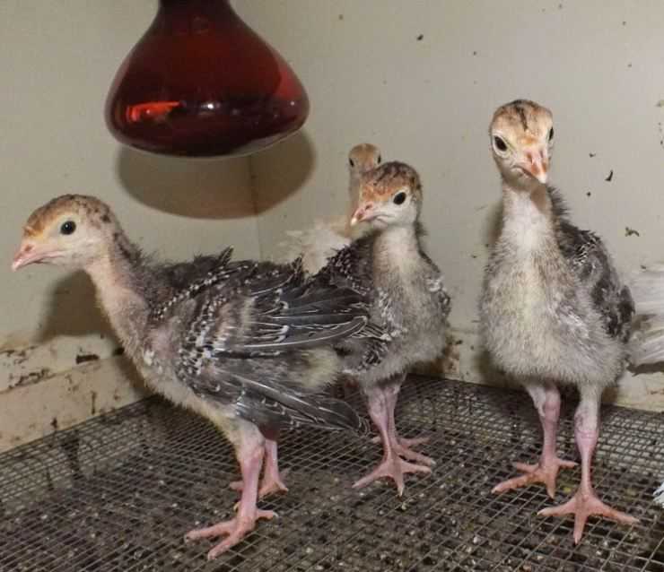 Сколько живут индюки в домашних условия: сроки выращивания