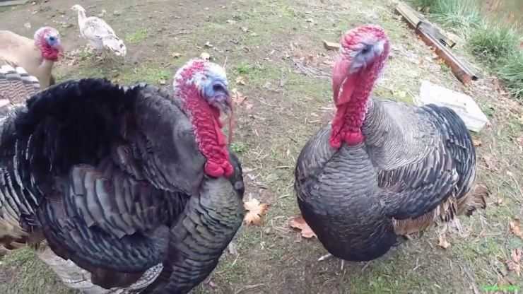 Сколько живут индюки в домашних условия: сроки выращивания