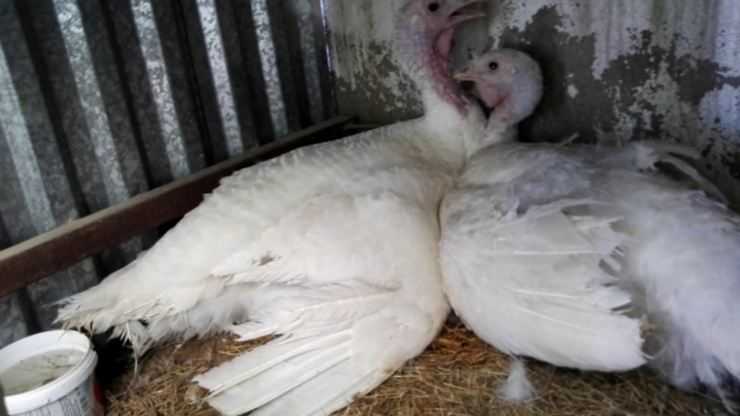 Сколько живут индюки в домашних условия: сроки выращивания