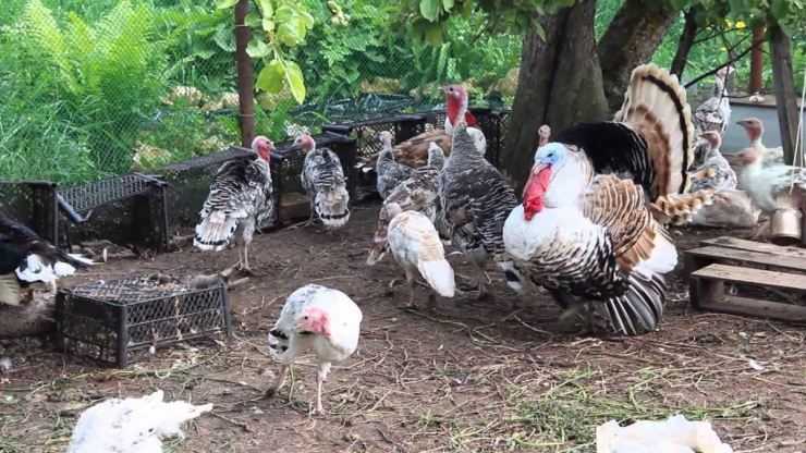 Сколько живут индюки в домашних условия: сроки выращивания