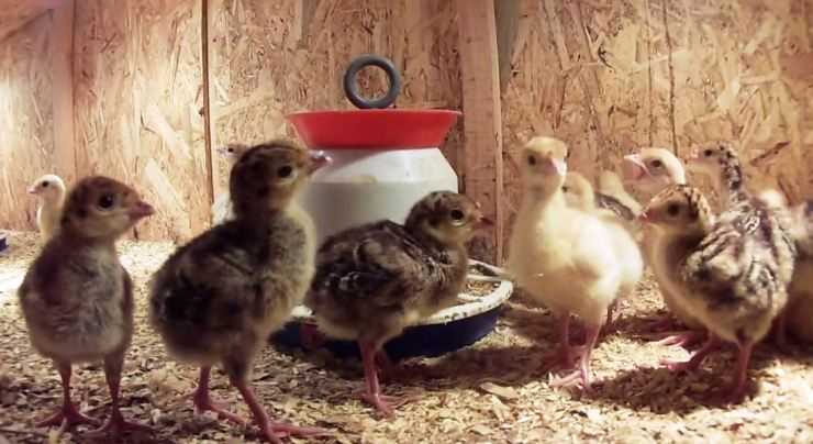 Сколько живут индюки в домашних условия: сроки выращивания