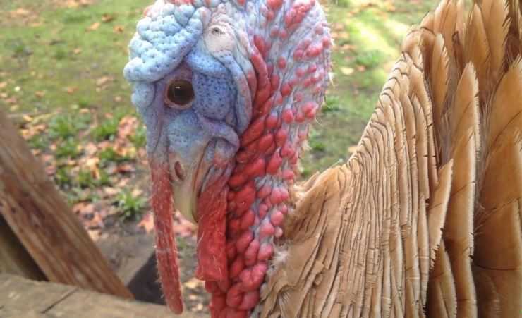 Сколько живут индюки в домашних условия: сроки выращивания