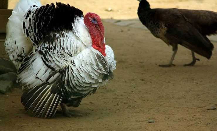 Сколько живут индюки в домашних условия: сроки выращивания